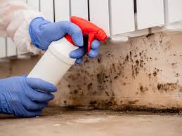 Why You Should Choose Our Mold Remediation Services in Ocean Park, WA